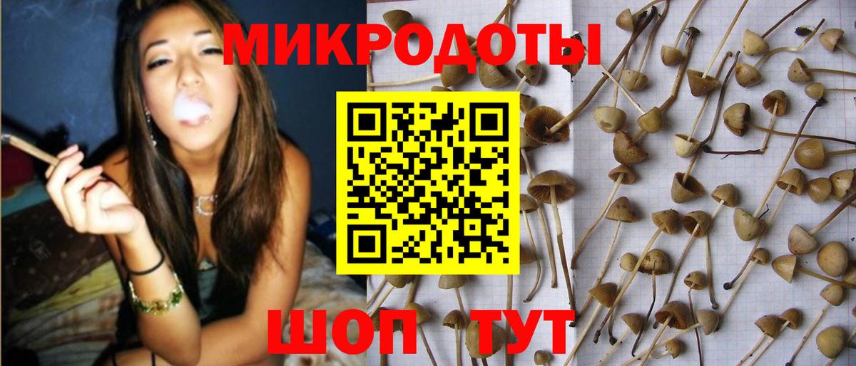 Псилоцибиновые грибы Psilocybe  Псилоцибиновые грибы прущие грибы  Вход с VPN  Артём 